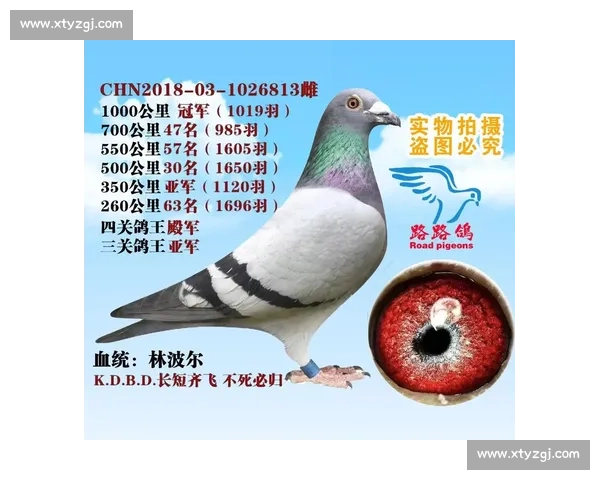 临洮信鸽2016年度精彩赛程与冠军赛鸽风采全记录